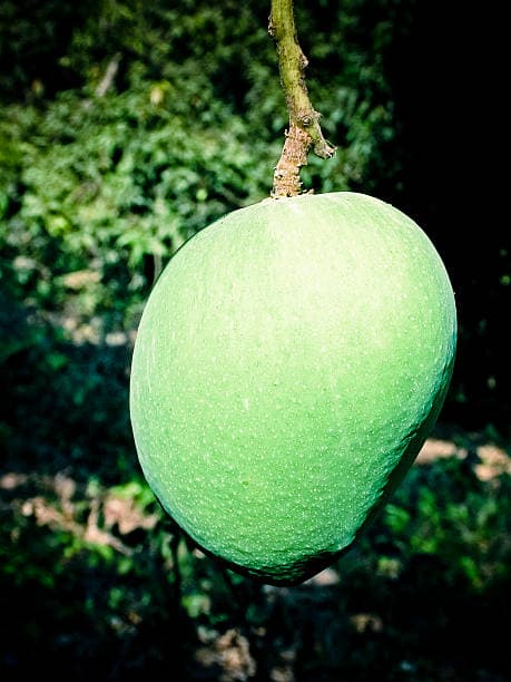 Alphonso (Hapus) mango — Ratnagiri, Maharashtra