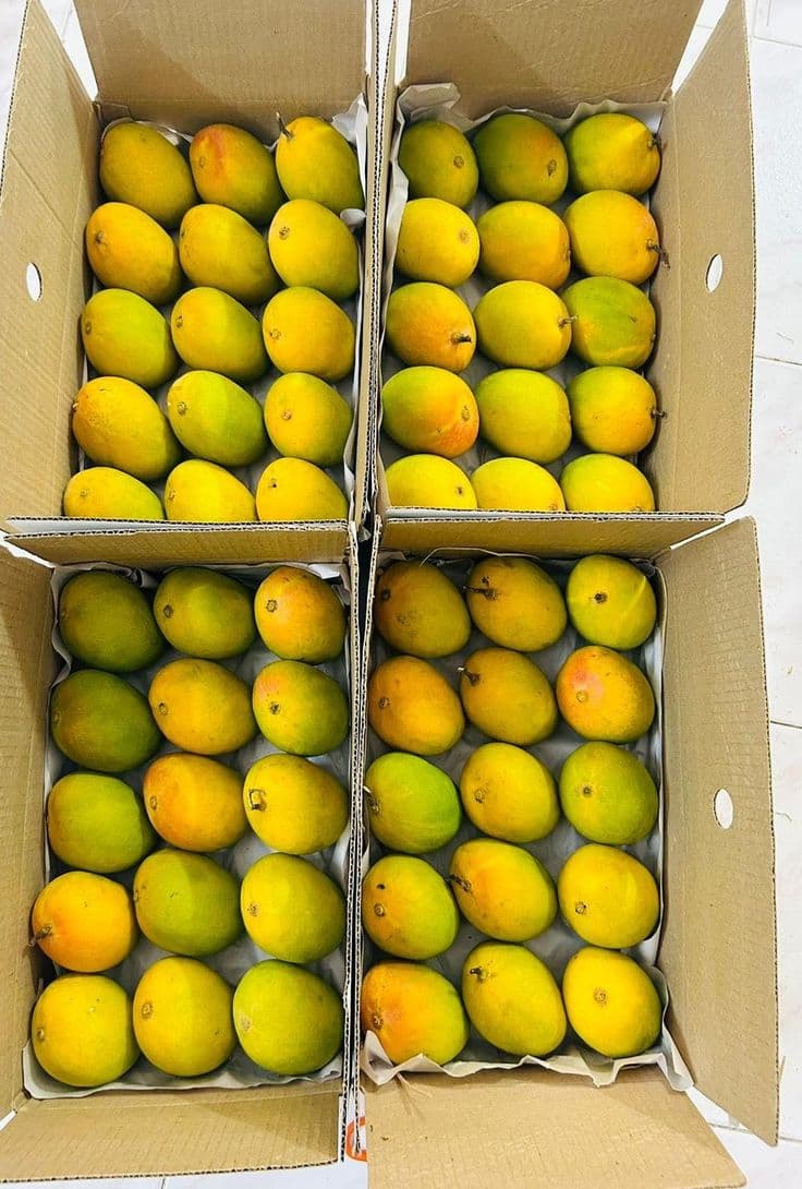 Ratnagiri Alphonso mango orchard — GI certified Hapus farm, Konkan Maharashtra