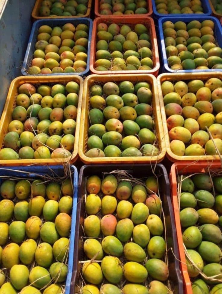 Buy Karnataka Badami Alphonso online — Pure Aam