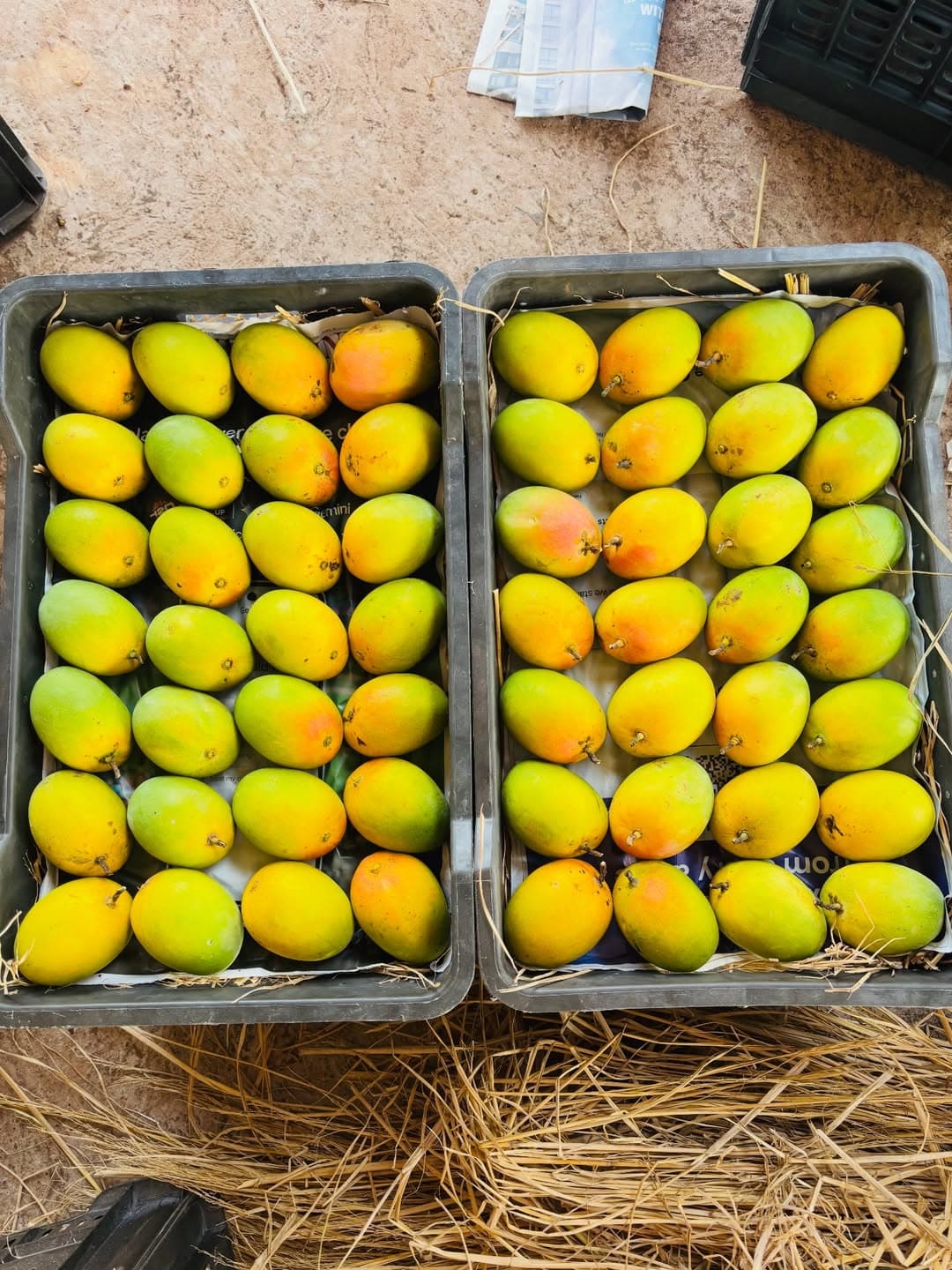Buy Ratnagiri Alphonso Mango online — Pure Aam