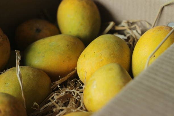 Premium Alphonso mango wooden peti packed in Ratnagiri