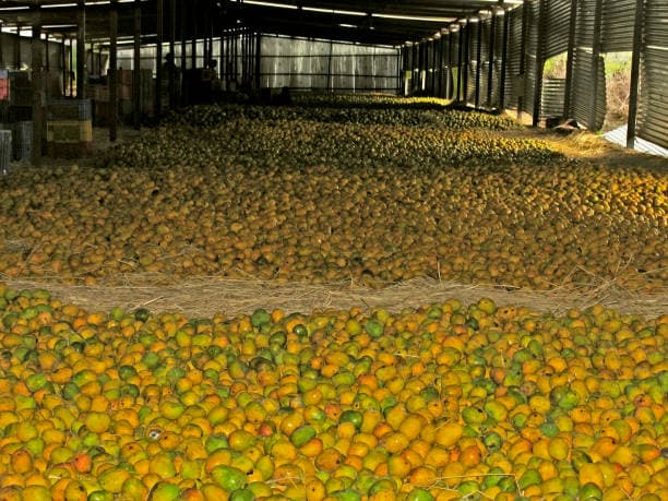 Gir Kesar mango — Gir Forest, Gujarat