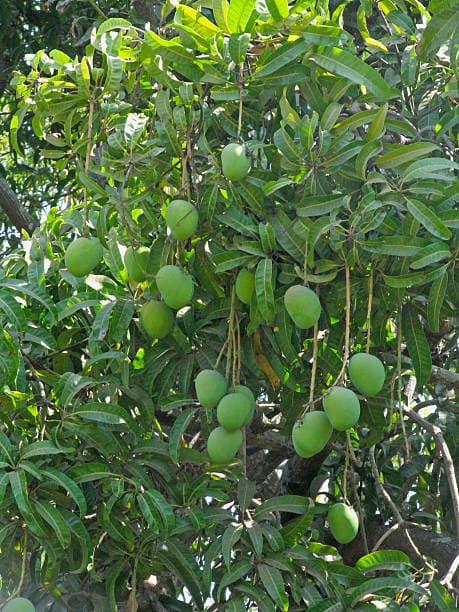 Hand-picked Ratnagiri Alphonso mangoes at harvest — Pure Aam farm direct