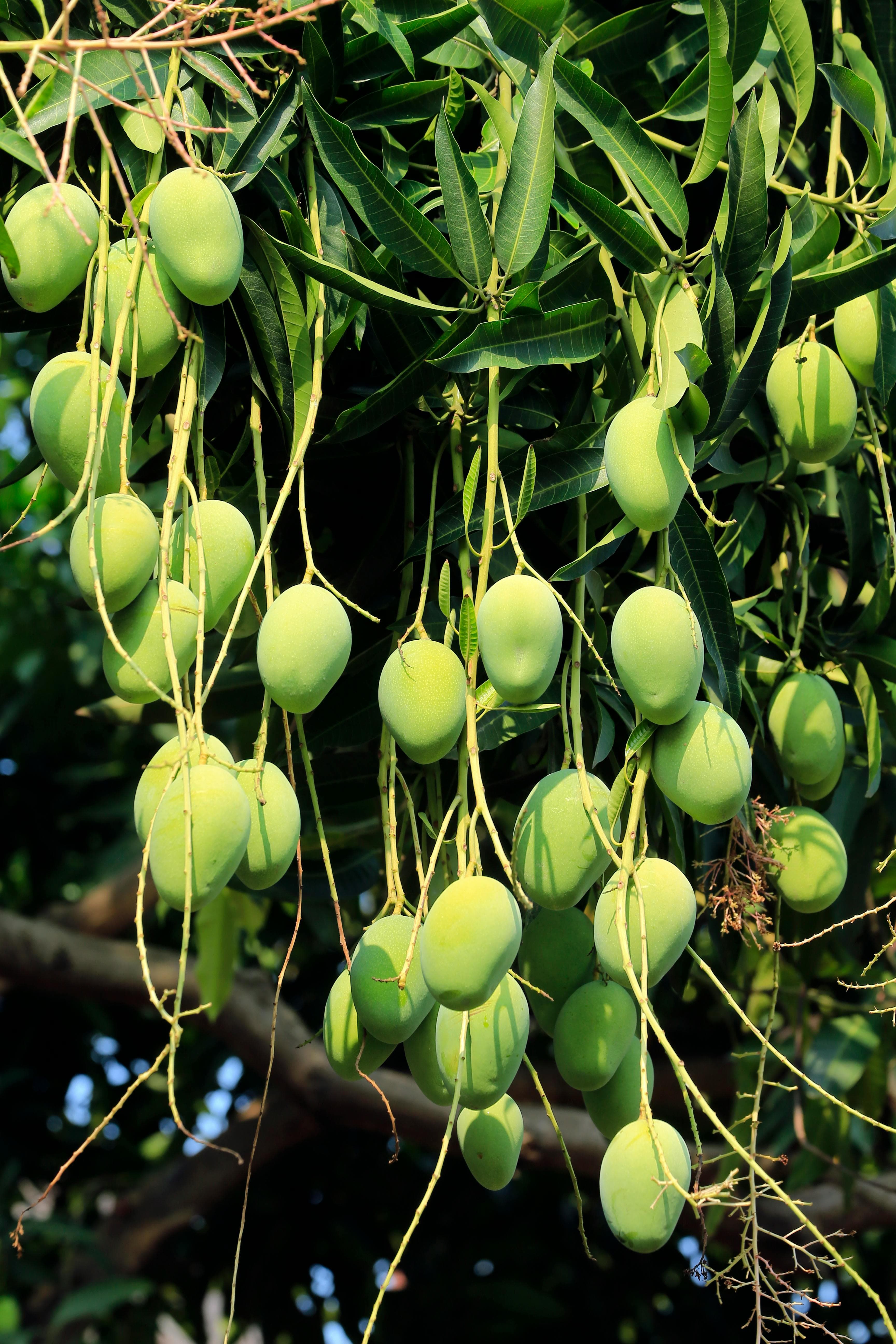 Ratnagiri Alphonso Mango Farm — GI Certified Hapus Orchard, Konkan Coast, Maharashtra