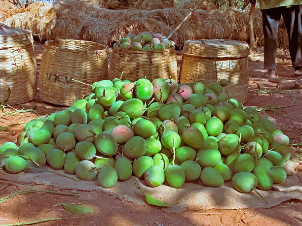 Buy Imam Pasand Mango online — Pure Aam