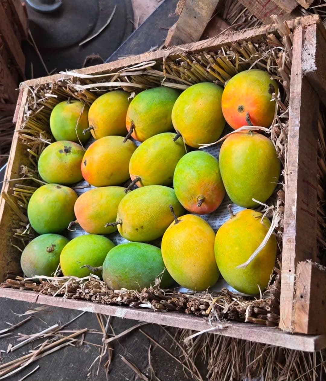 Ratnagiri Alphonso mangoes on red laterite soil